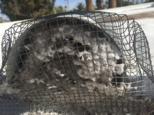 A metal mesh protective cover is deformed and covered in thick layers of grayish dust or lint, partially blocking what appears to be a rooftop vent. Trees and a bright sky are visible in the blurry background.
